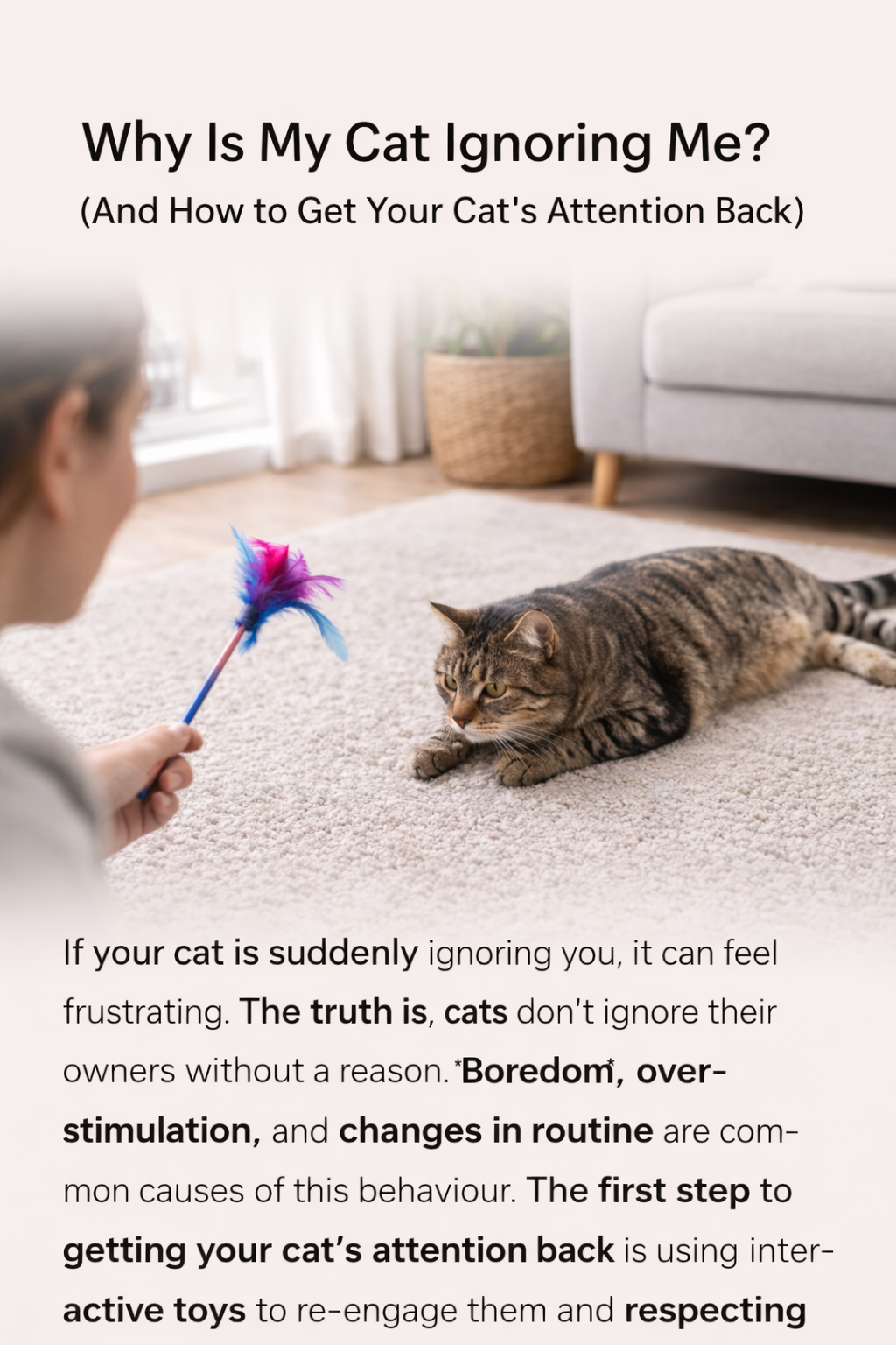 Why Is My Cat Ignoring Me?