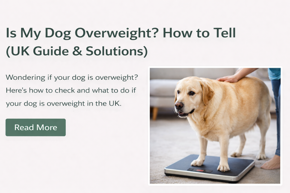 Is My Dog Overweight? 5 Easy Ways to Tell