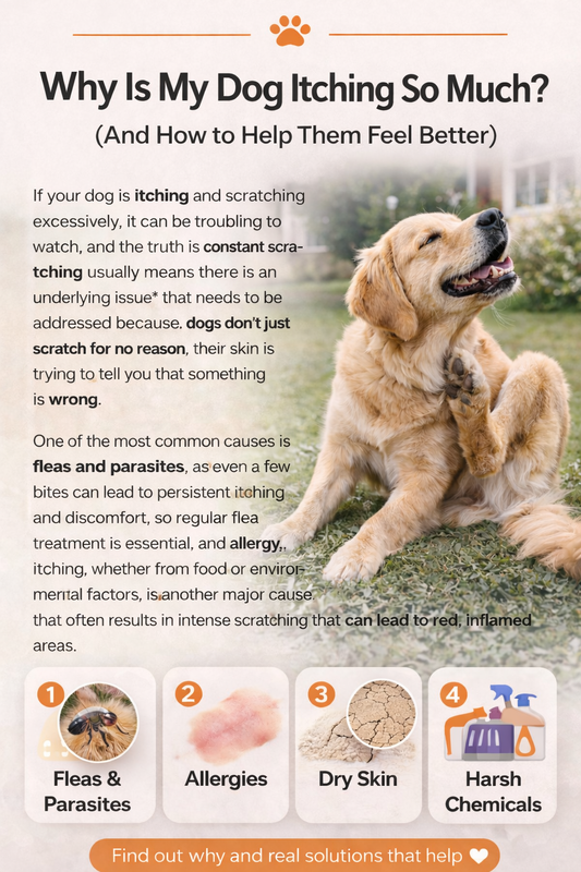 Why Is My Dog Itching So Much? (And How to Help Them Feel Better)