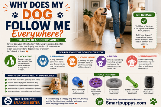 Why Does My Dog Follow Me Everywhere? (The Real Reason Explained)