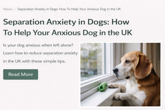 Separation Anxiety in Dogs: How to Calm Your Dog When You Leave