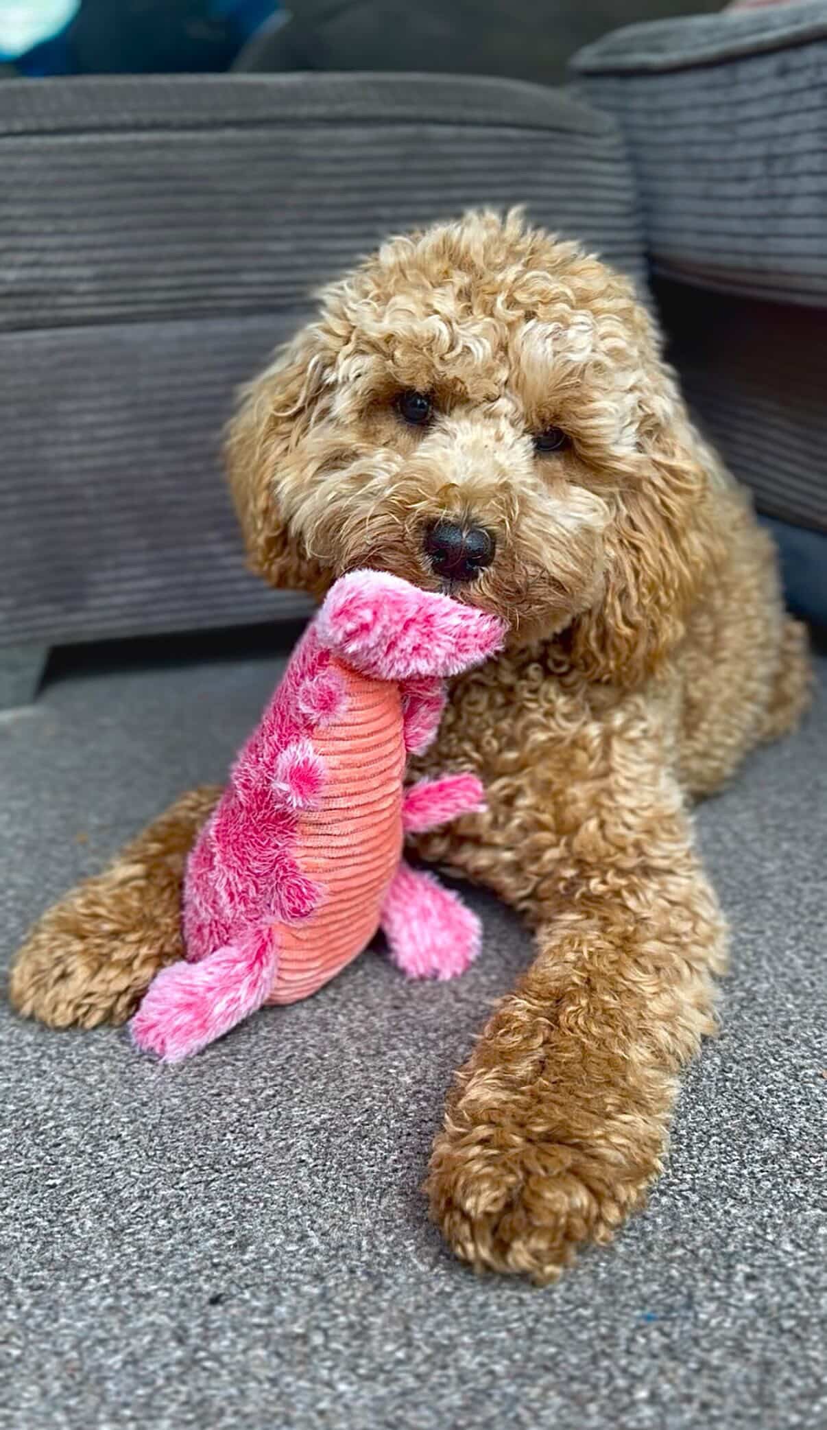 Dog Accessories