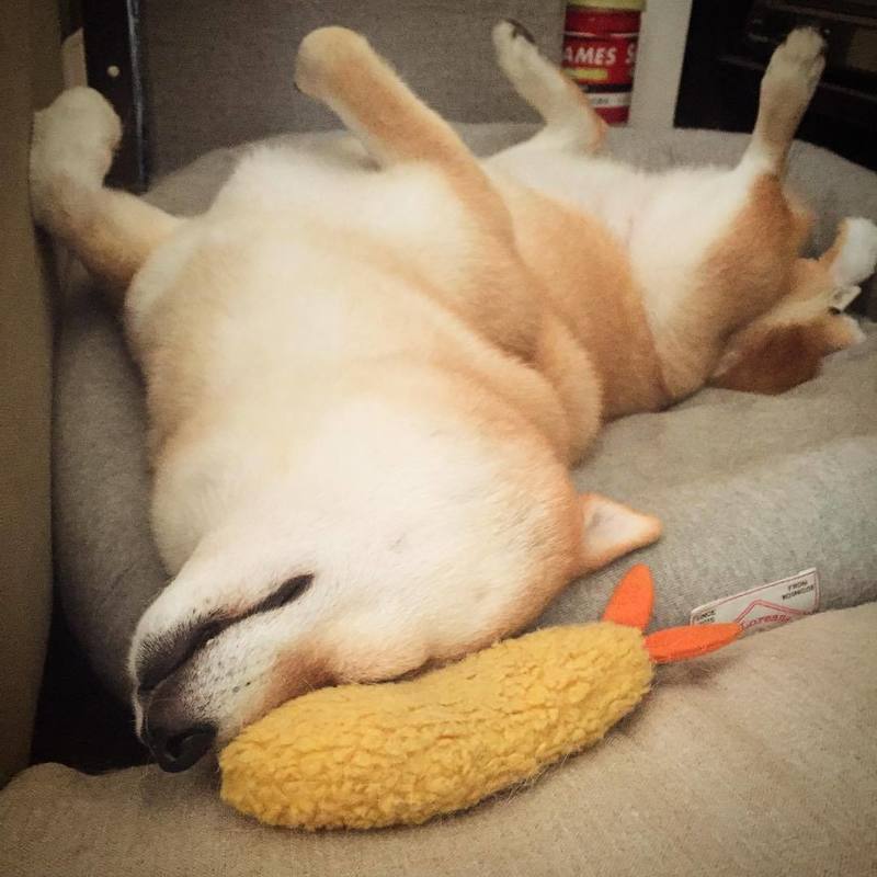 Fried Shrimp Tempura Dog Chew Bite Squeaky Toy Cute Stuffed